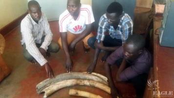 2 corrupt police officers and 2 civilians arrested on Ivory trafficking