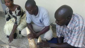 3 Congolese traffickers arrested with 50 kg Ivory.