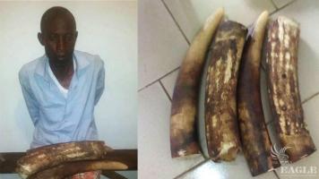A trafficker arrested with Ivory