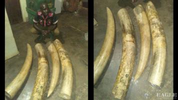 A trafficker arrested with 120 kg of Ivory
