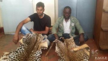2 traffickers arrested with two leopard skins