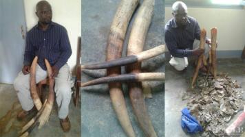 3 traffickers arrested with 4 tusks and giant pangolin scales