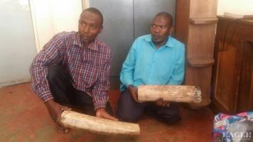 2 arrested with Ivory in Kampala