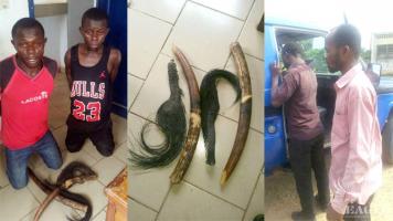 2 traffickers arrested with 2 tusks and 2 elephant tails