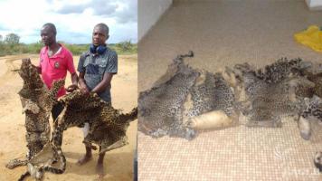 2 traffickers arrested with 4 leopard skins