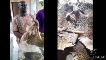 A trafficker arrested with a tusk and two leopard skins