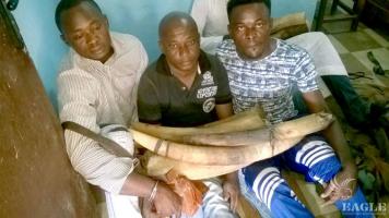 3 traffickers arrested with 27kg Ivory.