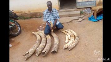 A Congolese arrested with 8 tusks