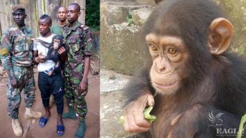 2 international traffickers arrested and a baby chimp rescued