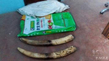 6 traffickers arrested with two tusks