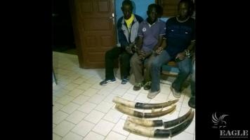 3 traffickers arrested with 4 tusks
