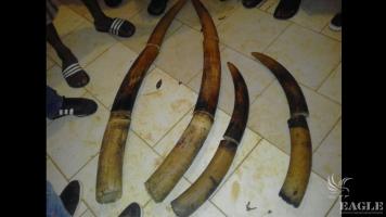 2 traffickers arrested with 4 tusks