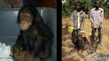 A baby chimp rescued and two traffickers arrested