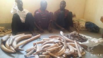 3 traffickers arrested with 25kg Ivory