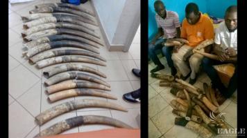 4 traffickers arrested with 16 tusks
