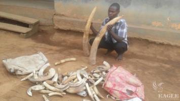 An ivory trafficker arrested with 3 tusks and 124 pieces of hippo ivory
