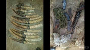 6 traffickers arrested with 15 tusks