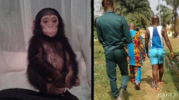A baby chimp rescued and 3 traffickers arrested