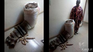 A trafficker arrested with 40 kg pangolin scales