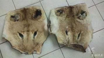 2 traffickers arrested with two skins of lion heads