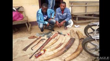2 traffickers arrested with 4 Ivory tusks