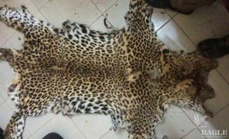 A Guinean trafficker arrested with a leopard skin