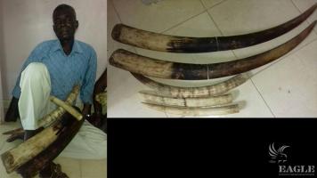 An ivory trafficker arrested with 5 tusks