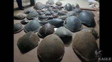 A trafficker arrested with 41 sea turtle shells and 3.5 kg of sea horses