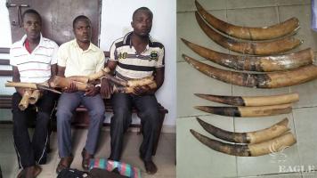 3 ivory traffickers arrested with 8 tusks