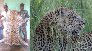 A trafficker arrested with a leopard skin