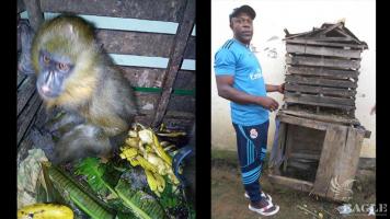 A trafficker arrested with two live young mandrills