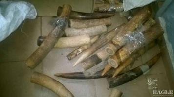 4 traffickers arrested with 27kg ivory