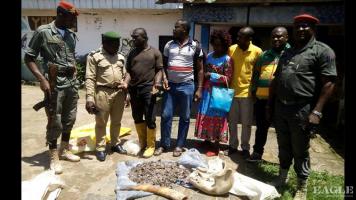 4 traffickers arrested with Ivory, pangolins scales and elephant jaw