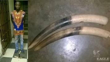 A trafficker arrested with 2 tusks