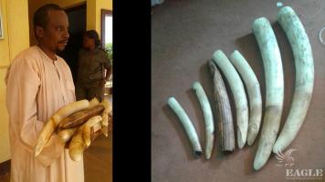 A trafficker arrested with ivory and hippo teeth