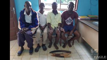 4 ivory traffickers arrested with 4 tusks