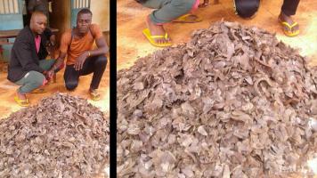 3 traffickers arrested with 35 kg pangolin scales