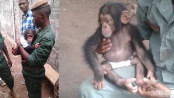 A trafficker arrested and a baby chimp rescued