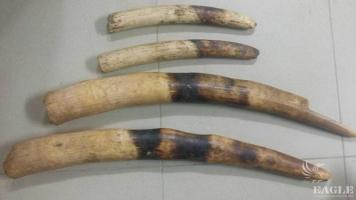 6 traffickers arrested with 4 ivory tusks