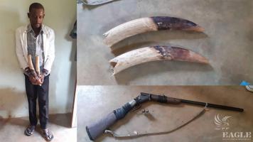 An ivory trafficker arrested with two tusks and a gun siezed.