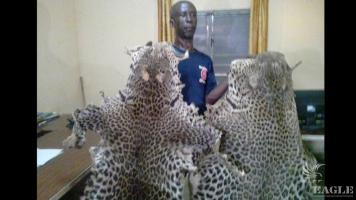 A trafficker from Burkina Faso arrested with two leopard skins