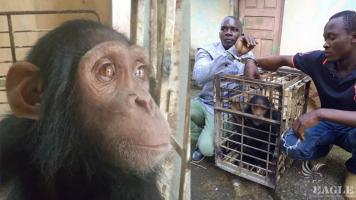2 ape traffickers arrested and a chimp rescued