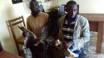 2 traffickers arrested with 2 leopard skins and a leopard skull