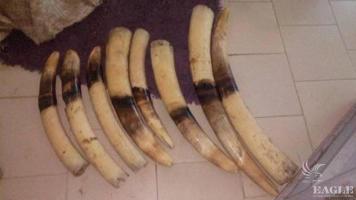 3 ivory traffickers with 8 ivory tusks