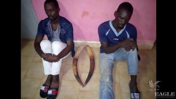 3 ivory traffickers arrested with two tusks