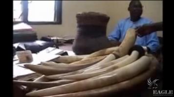 12 tusk and Elephant foot stool