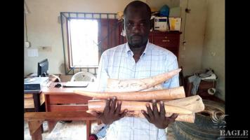 A Senegalese ivory trafficker arrested with 6 tusks