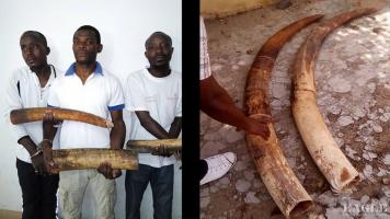 3 ivory traffickers arrested with 2 tusks