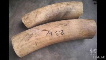 3 traffickers arrested with 14 kg ivory