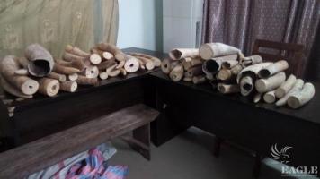 3 ivory traffickers arrested with 252 kg of ivory